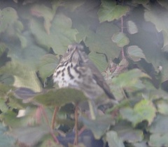 Catharus guttatus