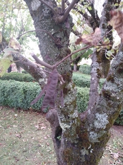 Cercis siliquastrum