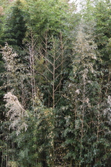 Phyllostachys