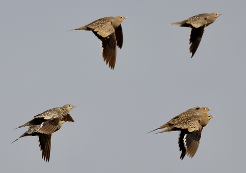 Chestnut-bellied Sandgrouse