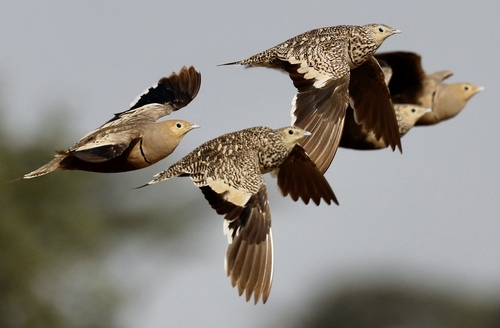 Chestnut-bellied Sandgrouse