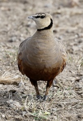 Pterocles gutturalis