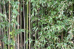 Phyllostachys