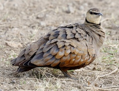 Pterocles gutturalis