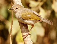 Camaroptera brachyura