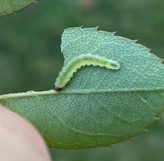 Tenthredinoidea