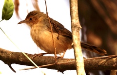 Cisticola erythrops