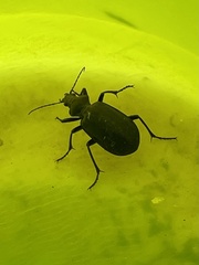 Calosoma