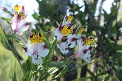 Alstroemeria pulchra