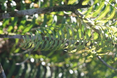 Nephrolepis biserrata