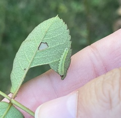 Cladius pectinicornis