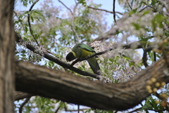 Barnardius zonarius