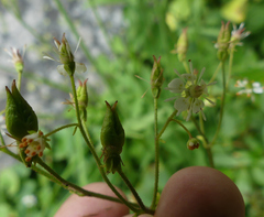 Micranthes odontoloma