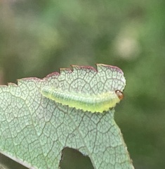 Cladius pectinicornis