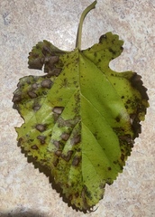 Cercospora moricola