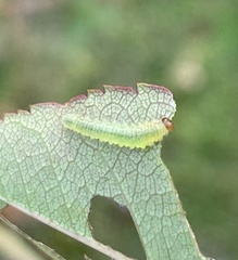 Cladius pectinicornis