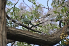 Barnardius zonarius