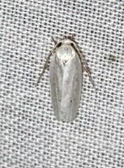 Antaeotricha albulella
