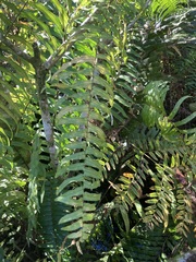 Nephrolepis biserrata