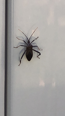 Acanthocephala terminalis