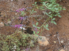 Cullen australasicum
