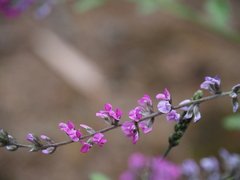 Cullen australasicum