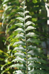 Nephrolepis biserrata