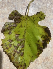 Cercospora moricola