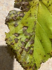 Cercospora moricola