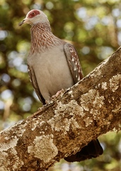 Columba guinea