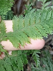 Leptopteris hymenophylloides