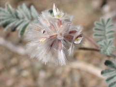 Dalea mollissima