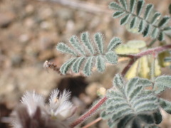 Dalea mollissima