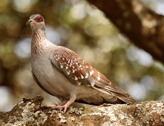 Columba guinea