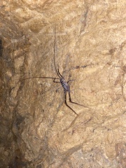 Pachyrhamma acanthocerum