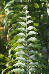 Nephrolepis biserrata