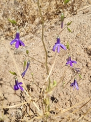 Conanthera campanulata