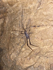 Pachyrhamma acanthocerum