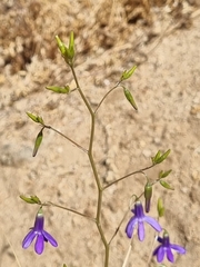 Conanthera campanulata