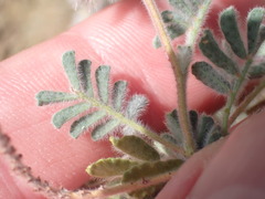 Dalea mollissima