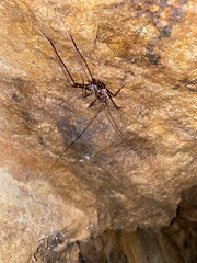 Pachyrhamma acanthocerum