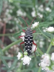 Placosternus erythropus