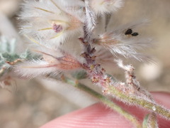 Dalea mollissima