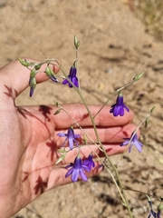 Conanthera campanulata