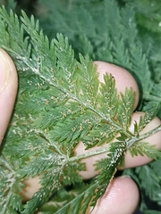 Leptopteris hymenophylloides