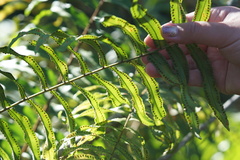 Nephrolepis biserrata