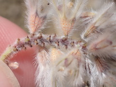 Dalea mollissima