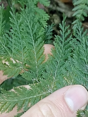 Leptopteris hymenophylloides