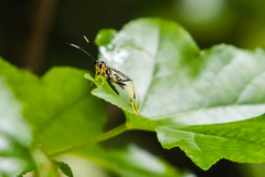 Cryptinae