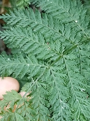 Leptopteris hymenophylloides